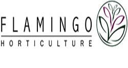 Flamingo logo